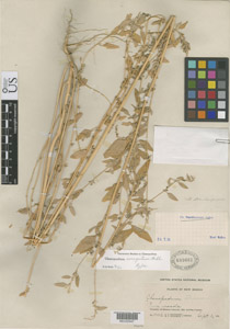 US 689661 herbarium sheet 
